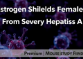 Estrogen Shields Females From Severe Hepatitis A, Mouse Study Finds
