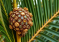 AI and Genetic Algorithms Squeeze More Oil From Every Palm Kernel