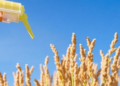 Selenium Spray Could Turn Sorghum Into a Hidden Nutrition Powerhouse