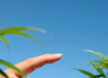 Cannabidiol Shows Promise Against Sun Damage, But It Is No Sunscreen Yet