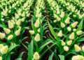 Quantum Kernels Prove Identical Across Qiskit, Cirq and PennyLane in New Agronomic Benchmark