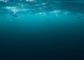 New R Package Turns Six Decades of Atlantic Trawl Survey Data into One-Click Science