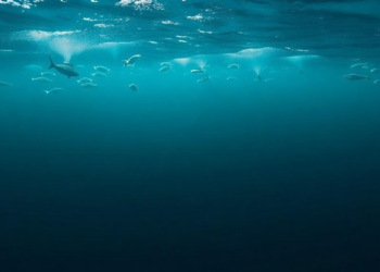 New R Package Turns Six Decades of Atlantic Trawl Survey Data into One-Click Science