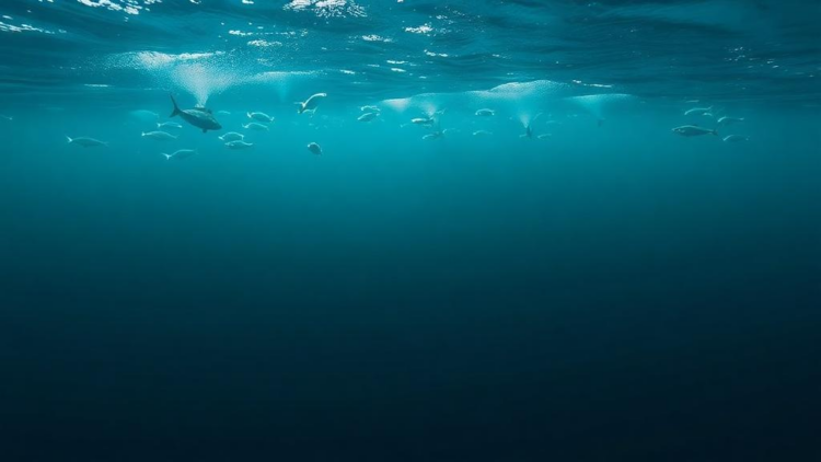 New R Package Turns Six Decades of Atlantic Trawl Survey Data into One-Click Science