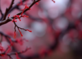 Oak Tree Bacterium Identified in Human Infection for the First Time