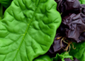 Malic Acid and Moringa Leaf Extract Help Spinach Tackle Toxic Metal Stress