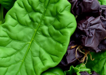 Malic Acid and Moringa Leaf Extract Help Spinach Tackle Toxic Metal Stress