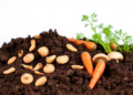 Peanut Shells and Mushroom Waste Could Rescue Soil Sickened by Decades of Carrot Monoculture