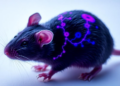 Dental Pulp Stem Cell Secretome Shows Promise for Stroke Recovery in Mice