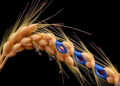 Barley's Hidden Stress Switches: Scientists Map the CCO Gene Family for the First Time