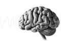Millisecond Timing in Sound: How Brains from Rats to Humans Decode Rapid Click Patterns