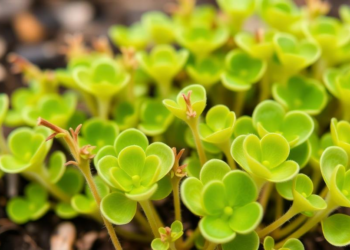 Hairy Bittercress Conquers Japan's Temperature Gradient With Four Genetic Clusters