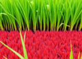 Hidden Microbes Beneath Thailand's Sacred Red Rice Could Replace Chemical Fertilizers