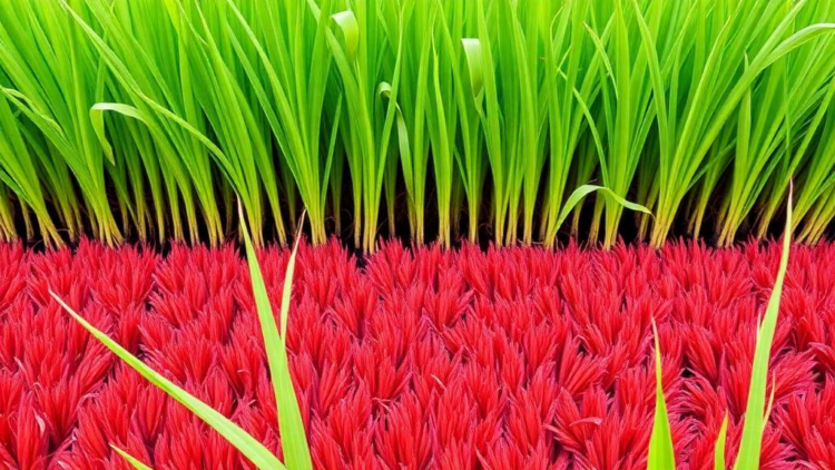 Hidden Microbes Beneath Thailand's Sacred Red Rice Could Replace Chemical Fertilizers