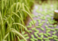 Algae Could Replace Fertiliser on Barley Farms Without Sacrificing Yield or Whisky Quality