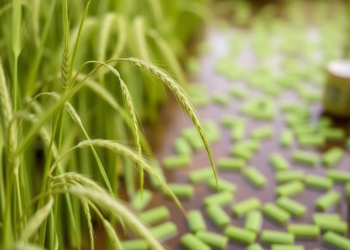 Algae Could Replace Fertiliser on Barley Farms Without Sacrificing Yield or Whisky Quality