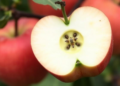 Low-Coverage Genome Sequencing Uncovers Hidden Clonal Seed Formation in Apple Relatives