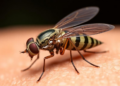 Invasive Sand Fly Species Behind Cutaneous Leishmaniasis Found in China for the First Time