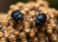 Beetles Repurpose a Famous Pigment Gene to Build Homes for Their Bacteria