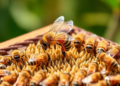 Experts Rank the Best Ways to Shield Managed Bees from Combined Stressors