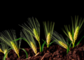 Fine-Tuned Drip Fertigation Recipe Boosts Winter Wheat Yields While Healing the Soil