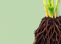 Hidden Root Wars: How Tiny Nematodes Sabotage Legumes and What Breeding Can Do About It