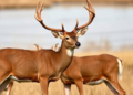 Mating Season Turns Water Tanks and Scrapes into Prion Hotspots for Male Deer
