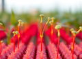 Silver Vanadate Nanorods Turn Wasted Green Light Into Red Fuel for Crop Growth