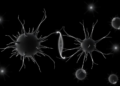 Rice Study Shows CDC20 Governs the Metaphase-to-Anaphase Switch in Both Mitosis and Meiosis