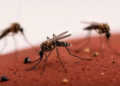 Mosquitoes, Climate Data Could Give East Africa Early Warning of Chikungunya