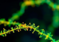 CRISPR imaging system makes plant RNA visible one molecule at a time