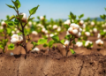 Timed Drip Leaching Doubles Cotton Yields on Salty Soil by Reshaping Roots