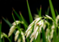 Why Some Rice Panicles Turn White: A Single Genetic Fault Disrupts Chlorophyll's Protective Shield
