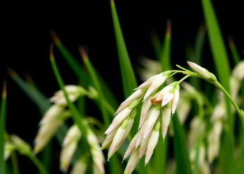Why Some Rice Panicles Turn White: A Single Genetic Fault Disrupts Chlorophyll's Protective Shield
