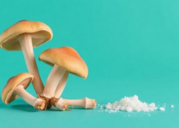 Mushroom Peptides That Make Less Salt Taste Like More, Found by Virtual Screening