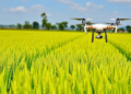 Rice Farming's Next Revolution: Microbes, Drones and AI Join Forces