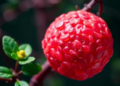 Herbal Formula JI-017 Shows Anti-Inflammatory Promise in Sepsis Model