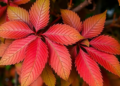 Hidden RNA Switches May Explain How Eucalyptus Leaves Turn Red Under Stress