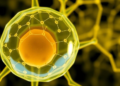 Yeast Cell Model Shows Cell Geometry Reshapes Gene Network Predictions