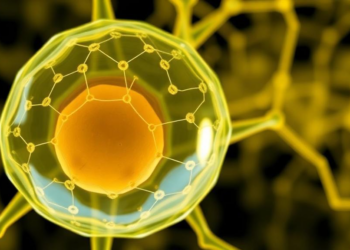 Yeast Cell Model Shows Cell Geometry Reshapes Gene Network Predictions
