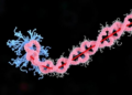 Flexible Tail on Listeria Chaperone Protein Proves Key to Virulence and Antibiotic Resistance