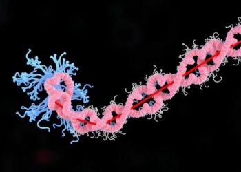 Flexible Tail on Listeria Chaperone Protein Proves Key to Virulence and Antibiotic Resistance
