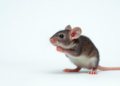 Timing Is Everything: Switching an Immune Switch On and Off Repairs Spinal Cord Injury in Mice