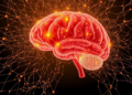 Deep breathing reshapes brain networks to trigger psychedelic-like states