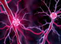 Blood Vessel Growth Research Surges as Angiogenesis Science Reaches New Heights