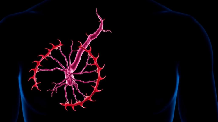 Mitochondrial Assembly Factor NDUFAF2 Emerges as Driver of Deadly Aortic Aneurysms