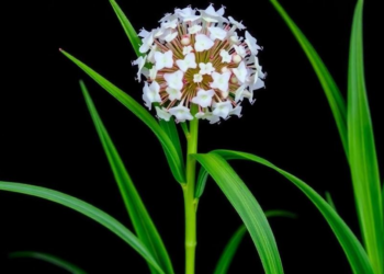 Gut Bacteria for Plants: Endophytic Microbes Shield Rice from Salt Stress