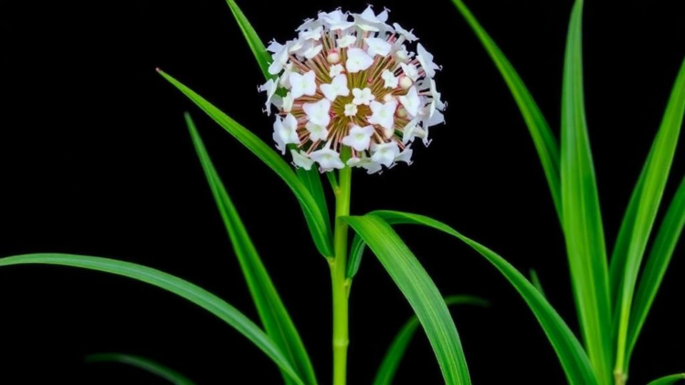Gut Bacteria for Plants: Endophytic Microbes Shield Rice from Salt Stress
