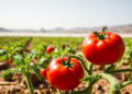 Desert Salt Flat Bacteria Help Tomatoes Survive Drought, Study Finds