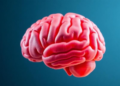 A New Scaling Law Tracks How the Aging Brain Rewires Its Rhythms
